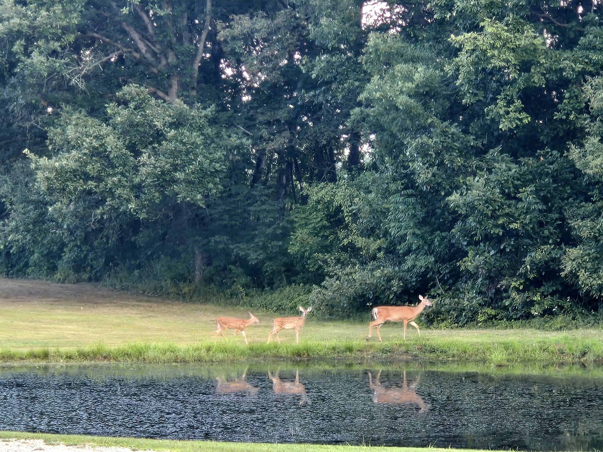 Deer on golf course near pond
